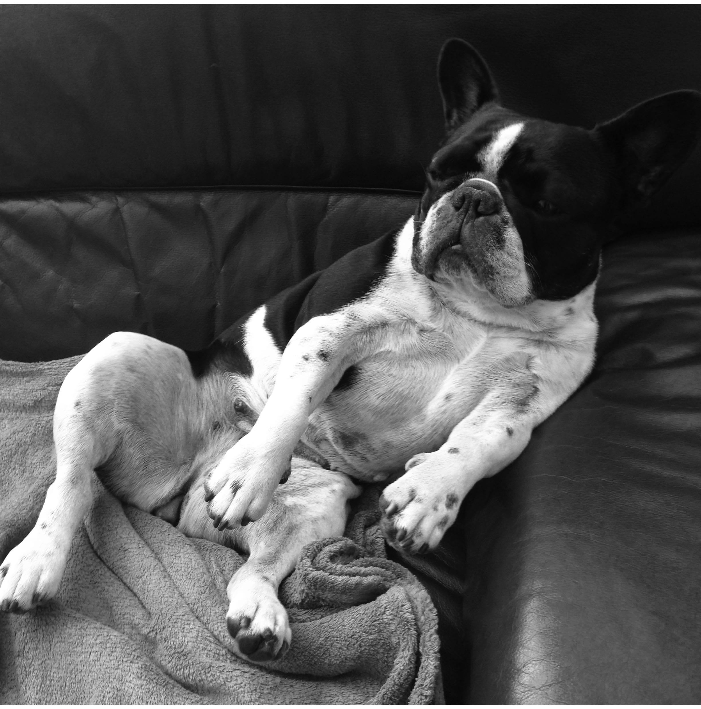 rencontre bouledogue anglais